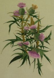 Scottish thistles